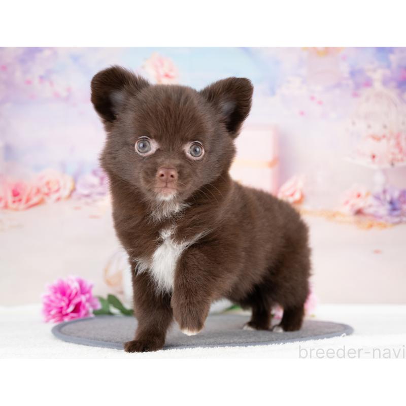 販売中の岐阜県のミックス犬-411564の5枚目